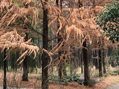 -上海共青森林公园