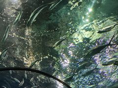 -上海海洋水族馆
