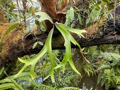 -昆明植物园