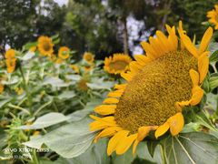 -中国天府农业博览园