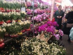 -越秀西湖花市(广州城市广场花卉店)