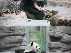 -灵玲国际马戏城