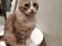 -猫儿山۰猫主题餐厅