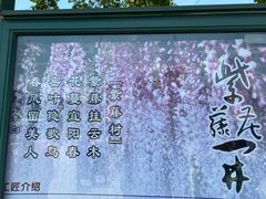 -嘉定紫藤园