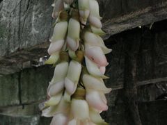 禾雀花-大雁山风景区