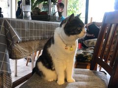 -海边的猫和咖啡馆