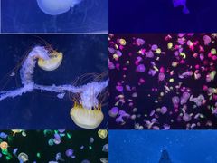 -珠海长隆海洋王国