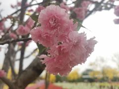 -天适樱花悠乐园
