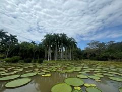 -中国科学院西双版纳热带植物园