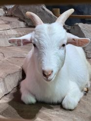 -Zoolung Zoolung动物主题公园(海信广场店)