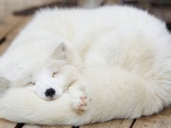 -红宝石·鲜奶小方·海派西点房(联洋店)