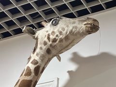 -国家自然博物馆