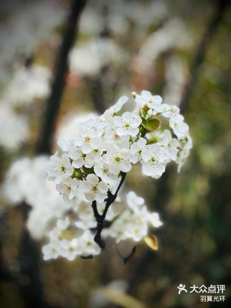 满树梨花开图片