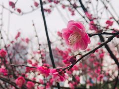 -重庆彩云湖湿地公园