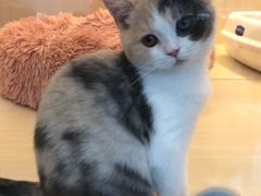 -momokira米努特·德文卷毛猫·棉花面纱犬