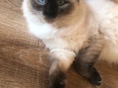 -猫的茶·猫咖