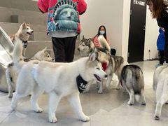 -Husky Go! 哈士奇体验馆·宠物咖啡厅狗咖