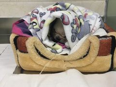 -动物缘宠物医院·骨科·猫科(西二环店)