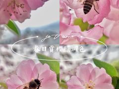 -西湖外事游船(花港观鱼码头)