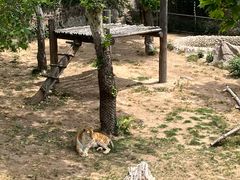 -西霞口神雕山野生动物世界