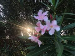 -无影脚佛山陈氏盲公丸始创店(飞鸿街店)