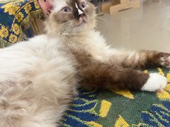 -平行世界·猫咖(首经贸店)