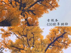 -豫园