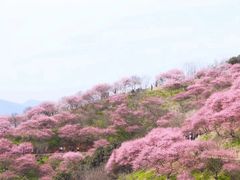 -新建村梅花