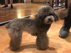 -more than meow吴止猫主题餐厅(承德 中船汇店)