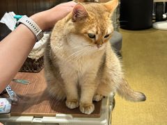 -逗柴咖啡屋·狗咖猫咖宠物桌游