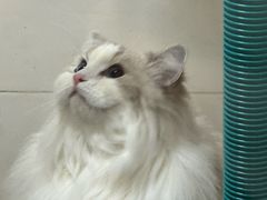 -悠尼宠物·独立低压伊珊娜洗护·美容·寄养(兰谷路店)