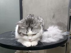 -PETKIT小佩宠物·低压洗护(国顺东路店)