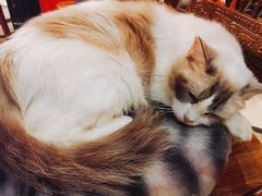 -猫色咖啡·猫咖