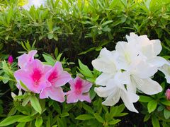 -白塘生态植物园