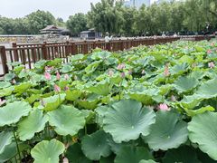 -莲花池公园