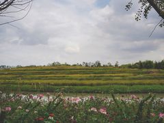 -乌村