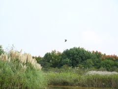 -南湖湿地公园