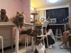 -我爱猫咪·猫咖·狗咖·安哥拉兔·羊驼咖(小寨华旗店)