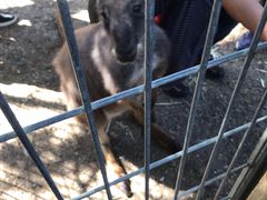 -费瑟代尔野生动物园