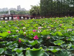 -黄兴公园