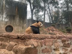 -中国大熊猫保护研究中心雅安碧峰峡基地