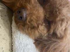 -伟伟宠物医院·CT影像中心·瑞派犬猫综合性门诊(汉口总院)