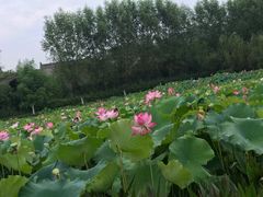 -渭南桃花源民俗文化园