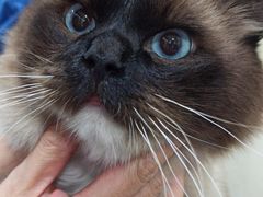 -宠物星动物医院·眼科·异宠·猫科(江南大道总院)