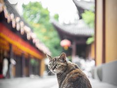 -龙华寺