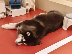 -和它·交个朋友·狗咖猫咖(爱琴海店)