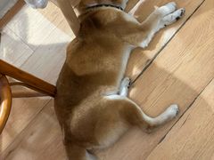 -是阿柴呀！柴犬咖啡·爱喵喵猫咖