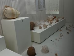 -青岛贝壳博物馆