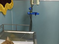 -中农大我爱我爱24h动物医院·中医针灸·猫专科·骨科医疗中心(双井店)
