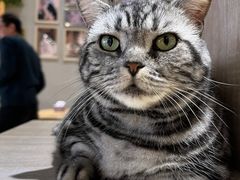 -藏猫猫咖啡主题馆(中央大道店)